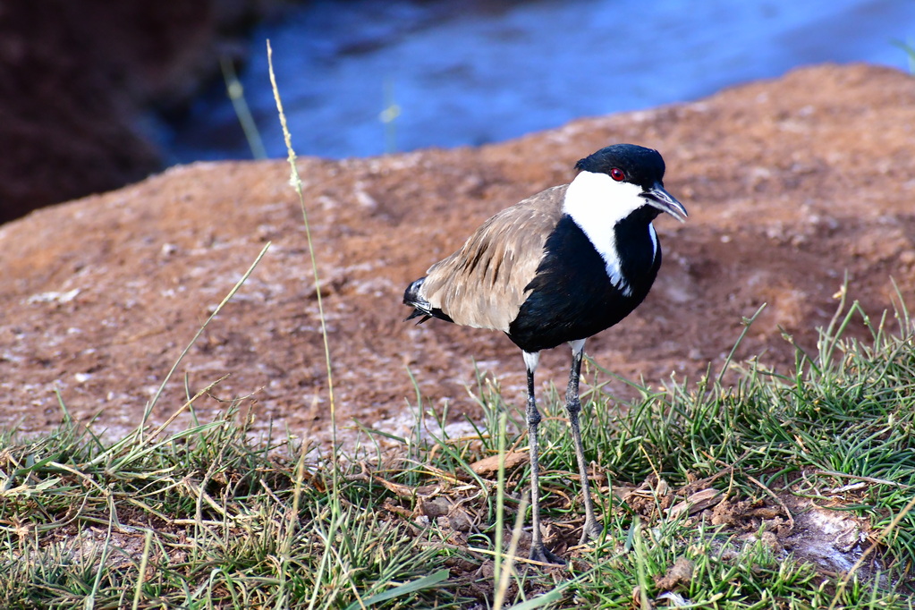Tsavo West National Park